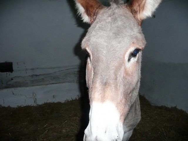 Balthazar et leonard Arrivee (42).jpg